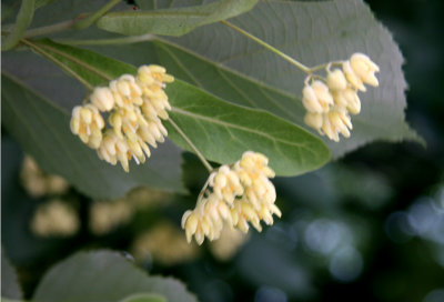 Linden Tree Blossoms