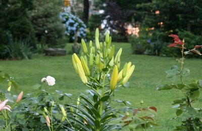 Garden View - Lilies