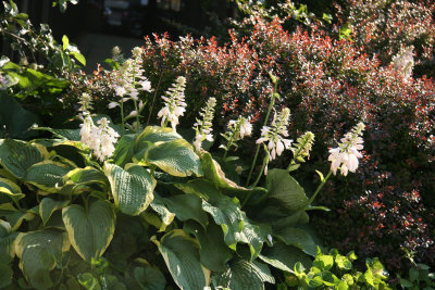 Hosta & Barberry