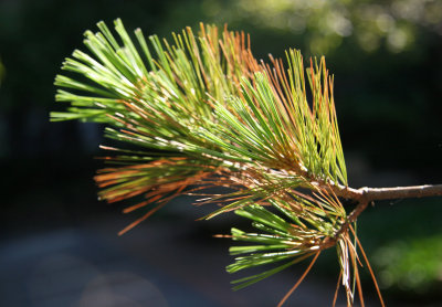 Long Needle Pine