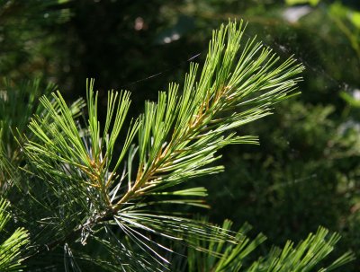 Long Needle Pine