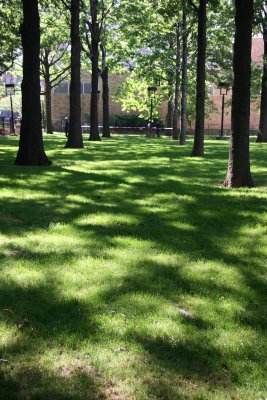 Garden View - Oak Trees