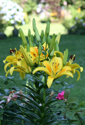 Lilies