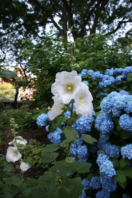 Hydrangea & Hollyhock Blossoms