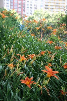 Garden View - Day Lilies