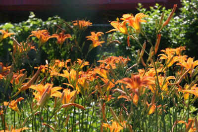 Day Lilies