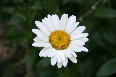 Daisy