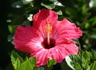 Hibiscus