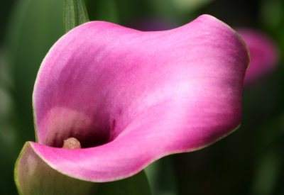 Flower Market - Calla Lily