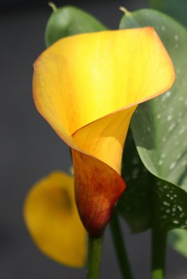 Flower Market - Calla Lily