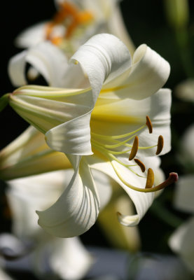 Lilies