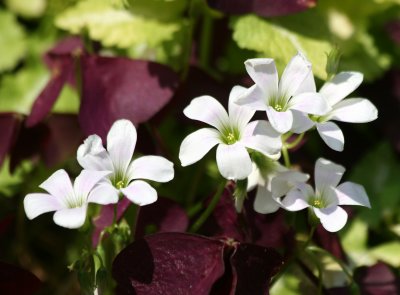 Oxalis Blossoms