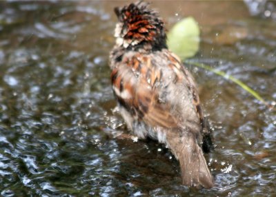 Sparrow Bird Bath