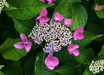 Hydrangea