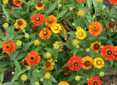 Sneezeweed Blossoms