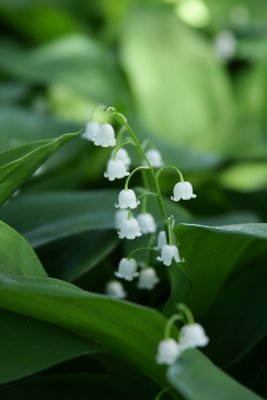 Ottawa Flowers