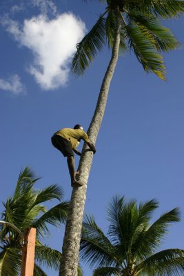 Professional coconut picker.