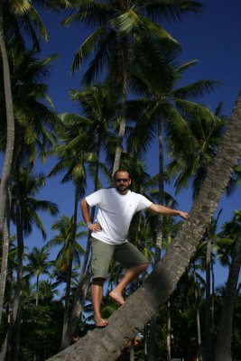 Amateur coconut picker.