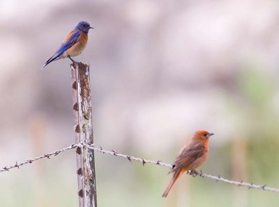 Western Bluebird and Hepatic Tanager