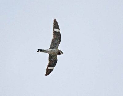 Common Nighthawk