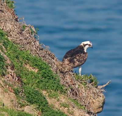 Osprey On A Cliff