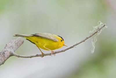 Wilson's Warbler