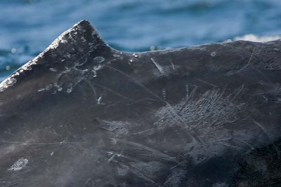 Whale Skin