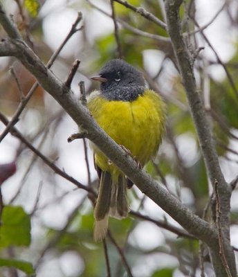 MacGillivray's Warbler