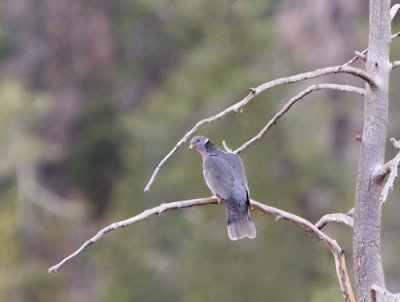 Band-tailed Pigeon