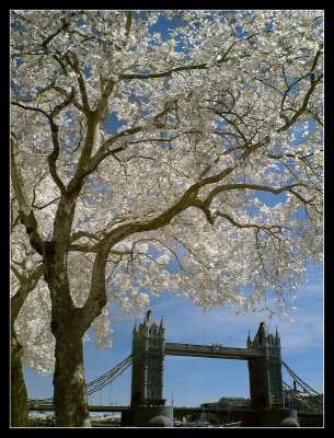 Tower Bridge