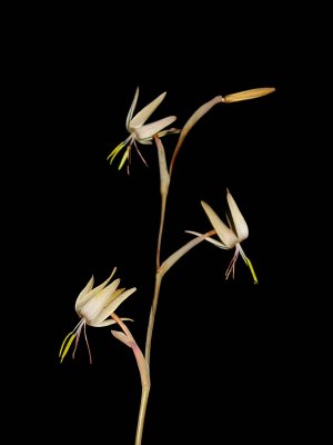 Hesperantha sp., Bronkhorstspruit, Iridaceae