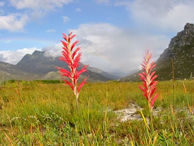 Tritoniopsis antholyza, Kleinmond, Iridaceae
