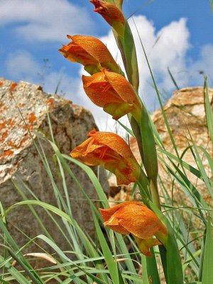 Gladiolus dalenii, Mpumalanga, Iridaceae