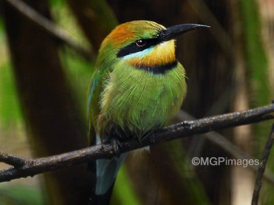 Rainbow-bee-eater, Australia