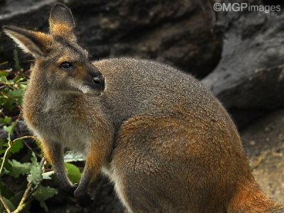 Red Wallaby, Australia