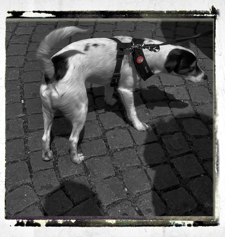 dog of death