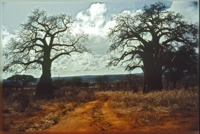 Baobab trees on the way to Norther Kruger, South Africa