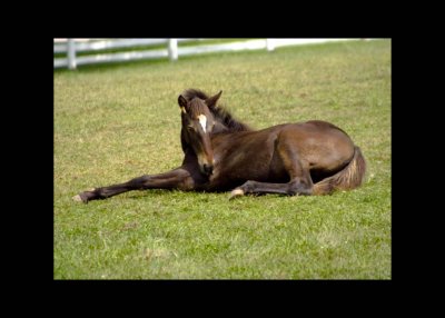 Resting Foal