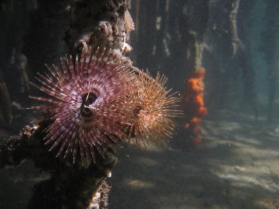 Bocas - Mangrove Snorkeling