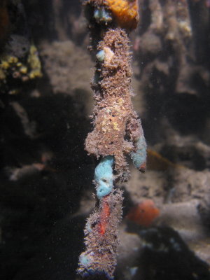 Bocas - Mangrove Snorkeling