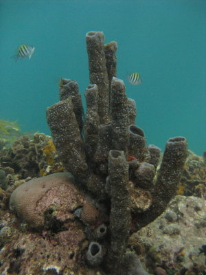 Bocas - Reef Snorkeling
