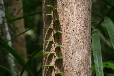 Soberania National Park