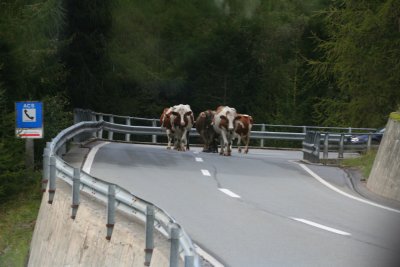 The cows are coming home
