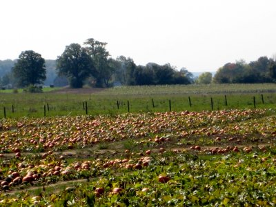 Just look at the pumpkins