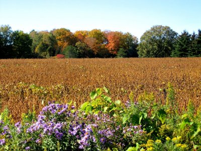 Cornfield