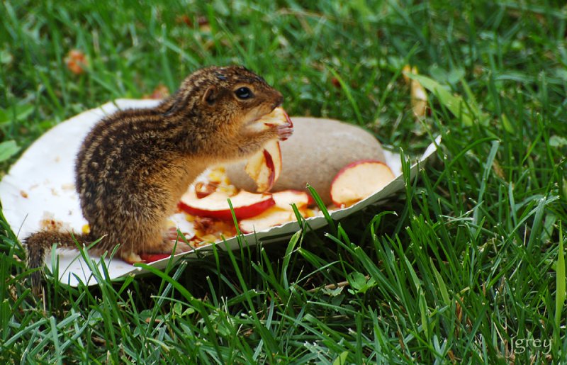 George The Gopher Prefers Apples