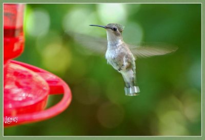 Wheeeee! My First Hummer!