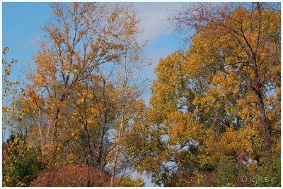 Autumn Tree-Tops