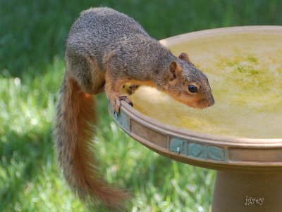 Never A Dull Moment At The Watering Hole