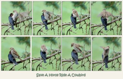 Ride A Cowbird